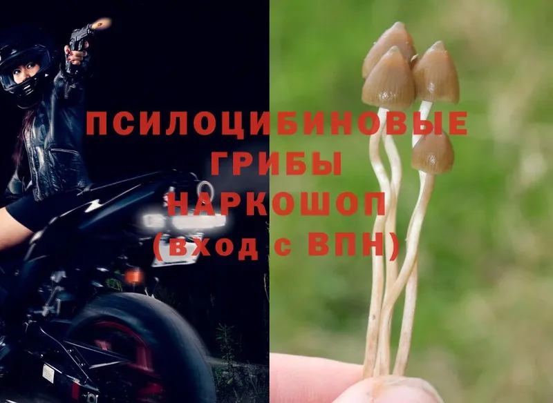 Галлюциногенные грибы Magic Shrooms  Лермонтов 